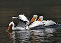 Pelecanus erythrorhynchos